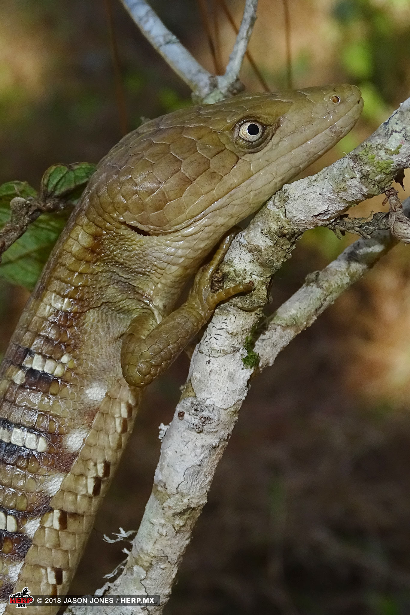 An Undescribed Alligator Lizard (<em>Gerrhonotus sp.</em>) <br />© Jason Jones / HERP.MX
