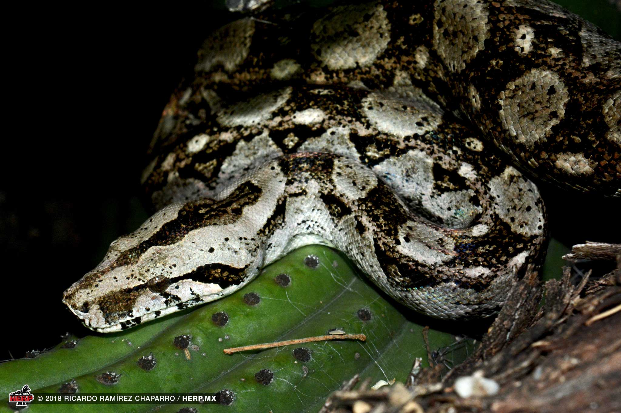 Boa Constrictor (<em>Boa sigma</em>)<br />© Ricardo Ramírez Chaparro / HERP.MX