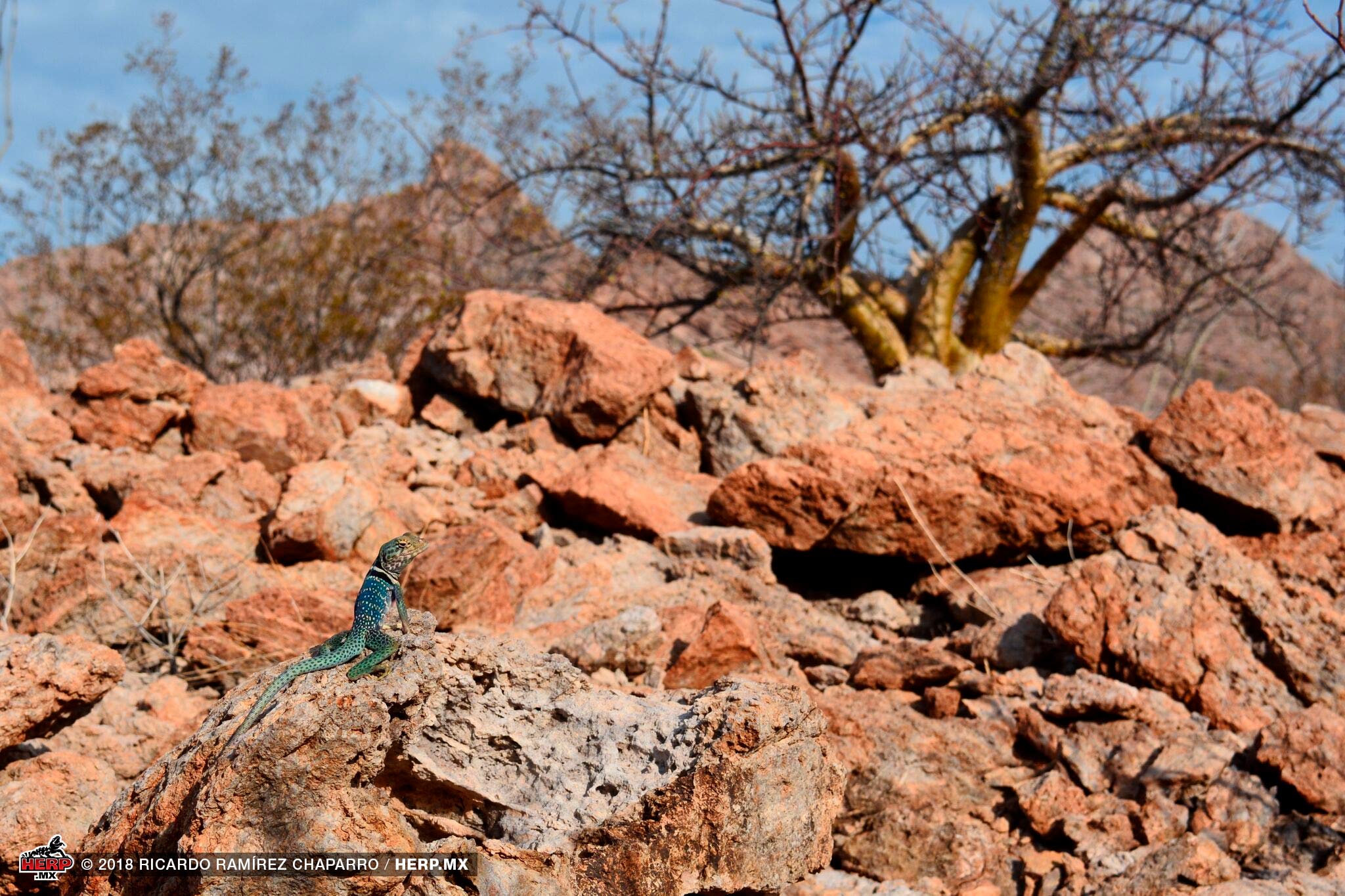 Dickerson's Collared Lizard (<em>Crotaphytus dickersonae</em>)<br />© Ricardo Ramírez Chaparro / HERP.MX