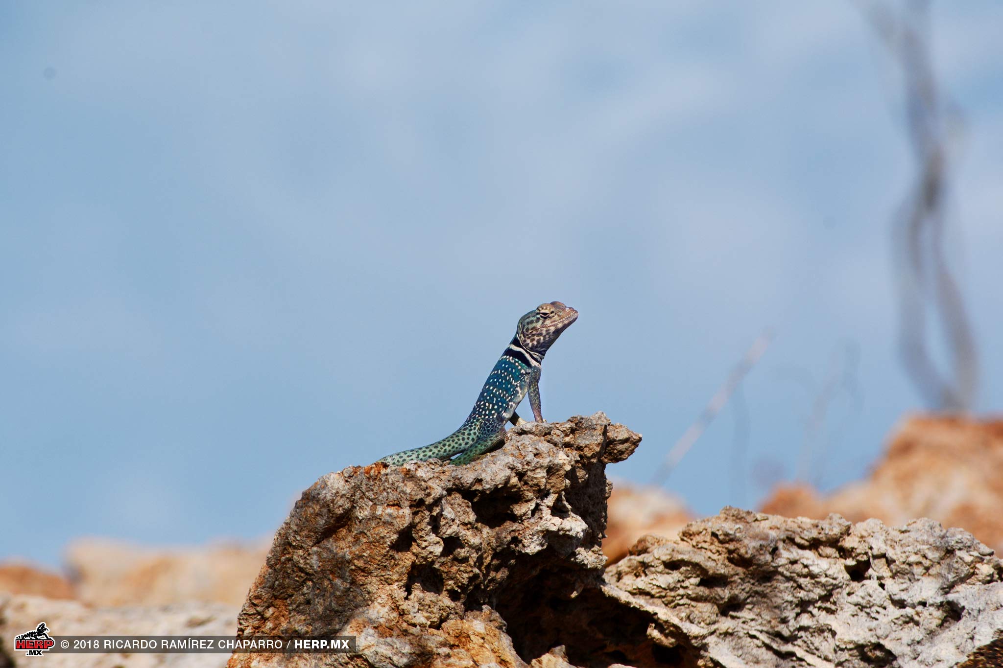 Dickerson's Collared Lizard (<i>Crotaphytus dickersonae</i>) © Ricardo Ramírez Chaparro / HERP.MX