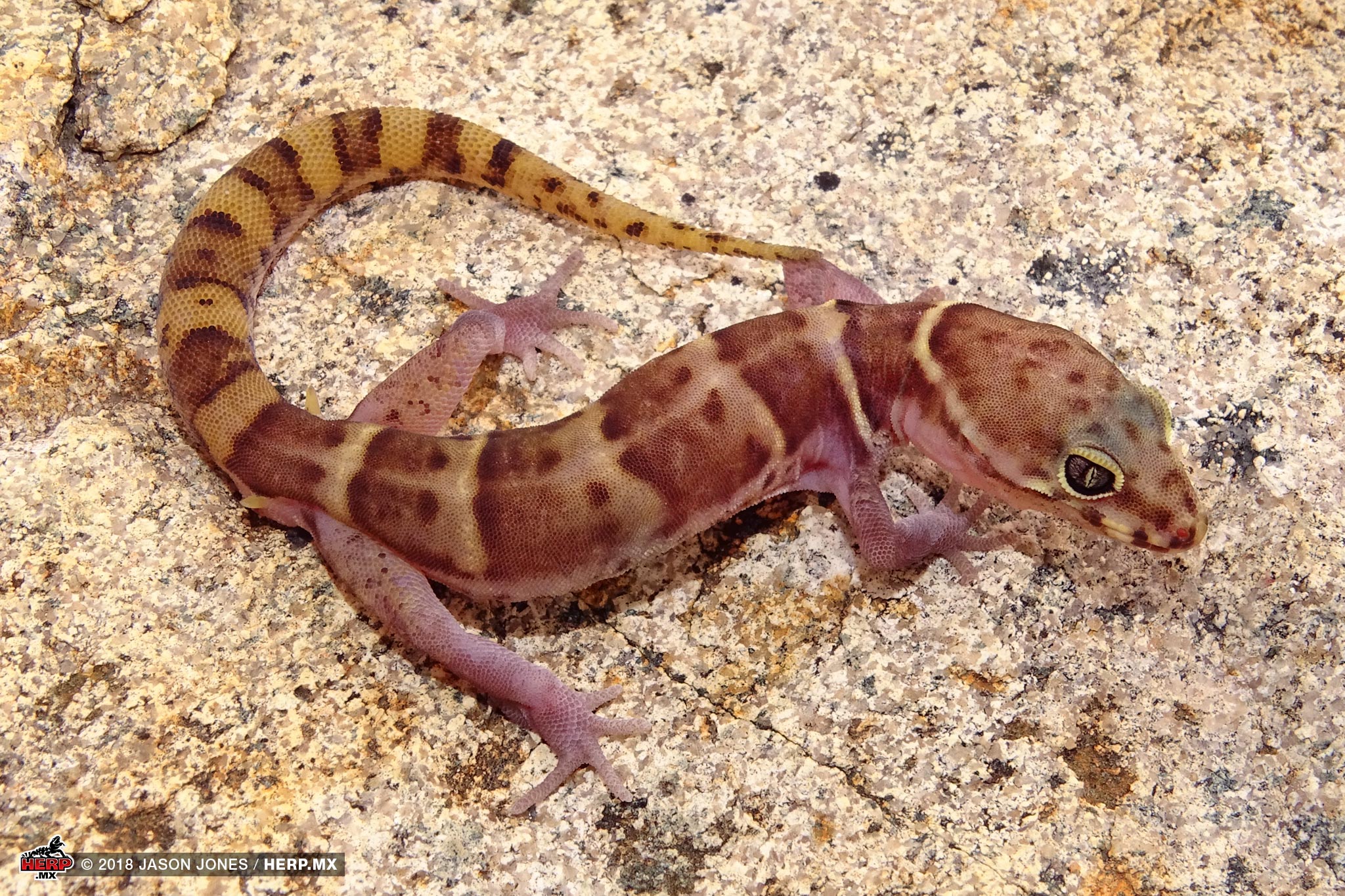 Sonoran Banded Gecko (<em>Coleonyx variegatus sonoriensis</em>)<br />© Jason Jones / HERP.MX