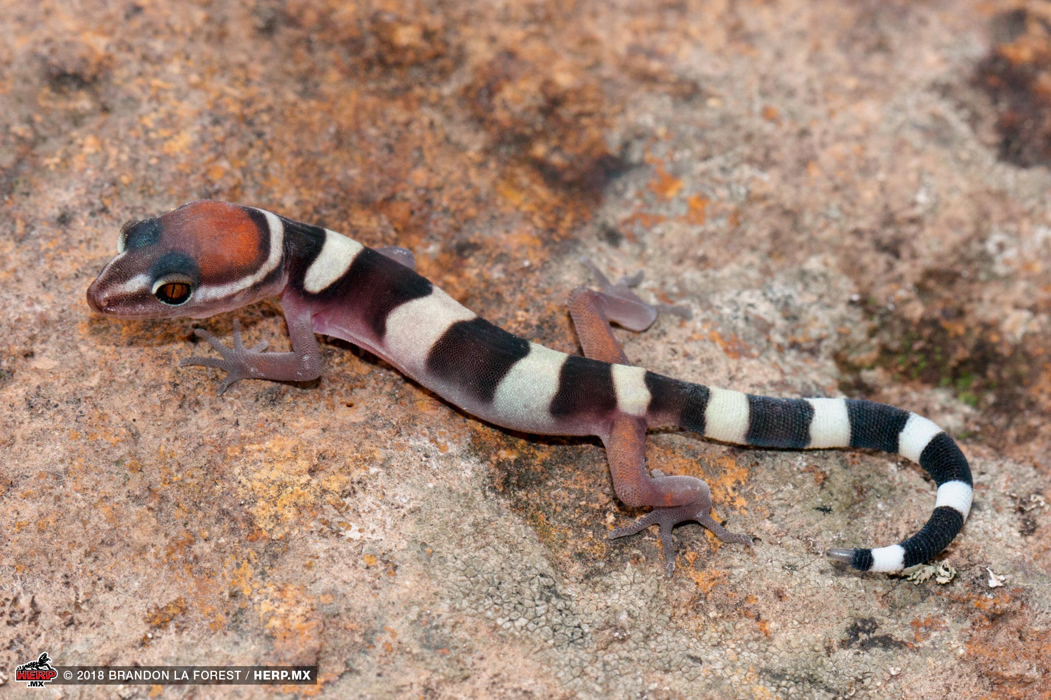 Tiger Banded Gecko (<em>Coleonyx fasciatus</em>) in habitat © Brandon La Forest / HERP.MX