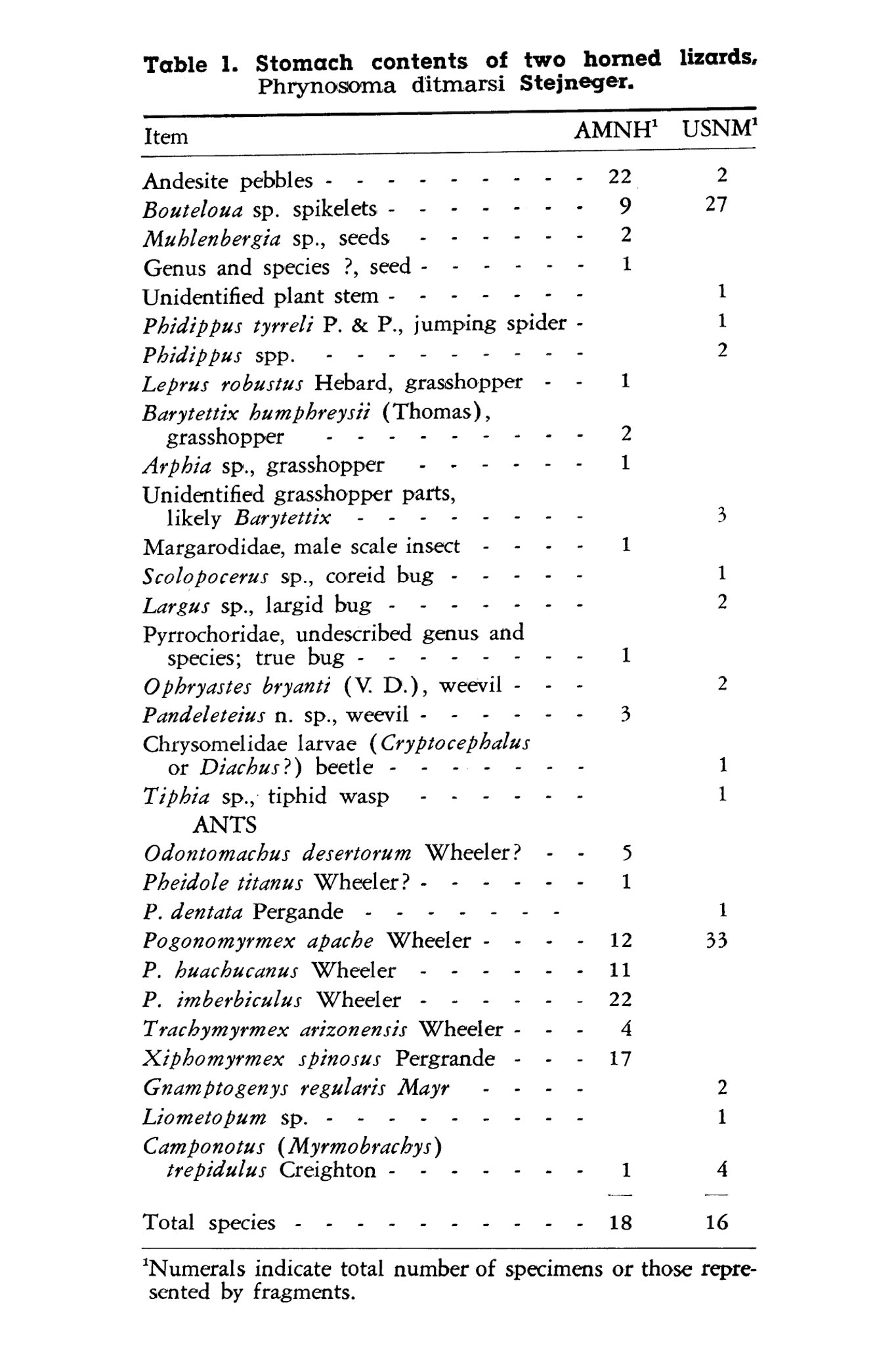 Stomach contents of <em>Phyrnosoma ditmarsi</em>