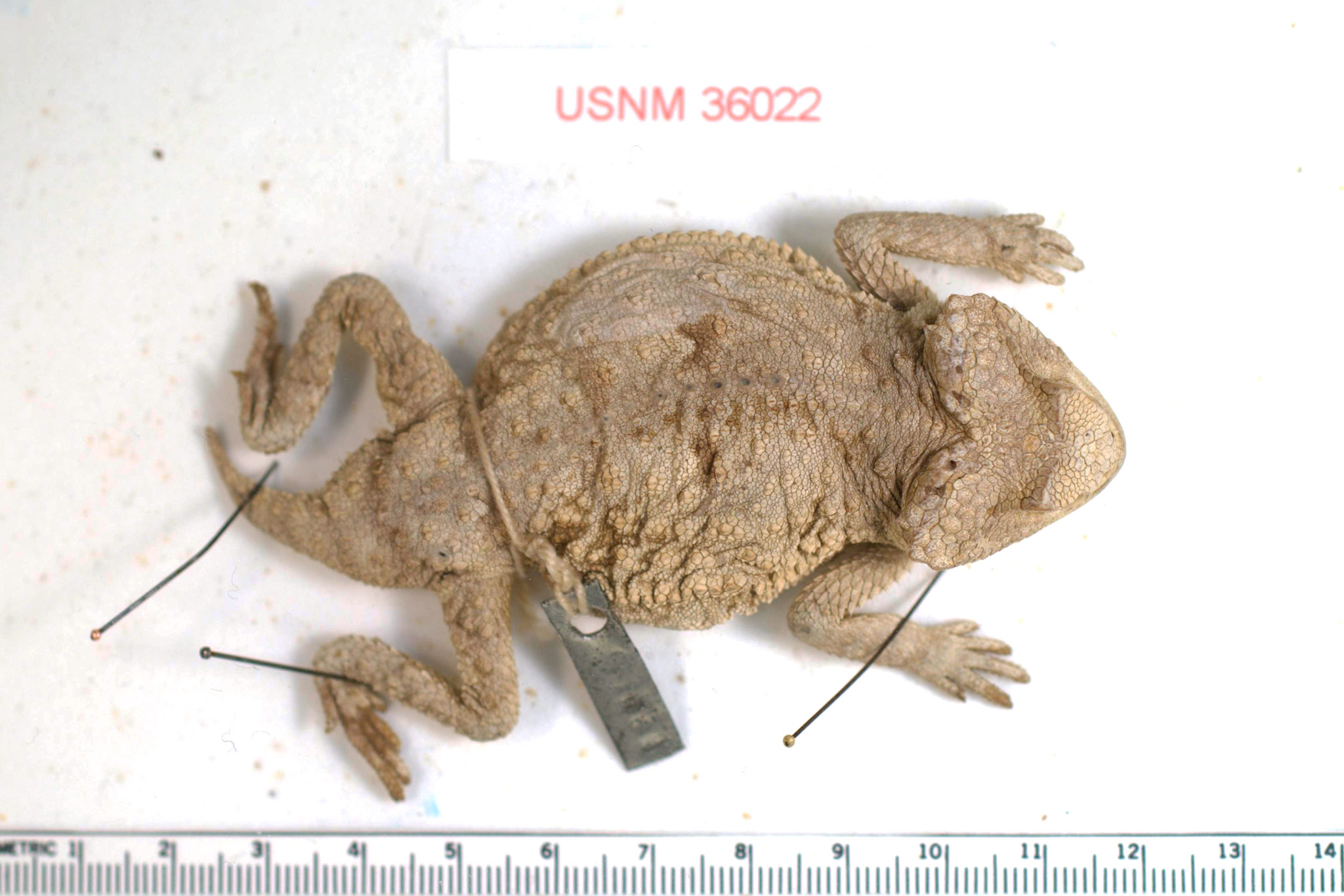 The type specimen of Ditmars' Horned Lizard (<em>Phrynosoma ditmarsi</em>), USNM 36022