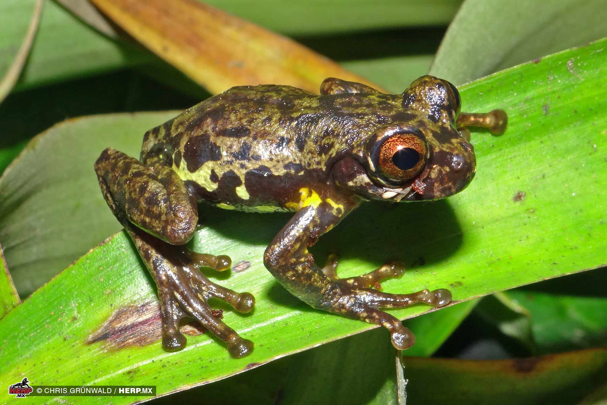 An adult male Toyota's Treefrog (<em>Sarcohyla toyota</em>) <br />© Chris Grünwald / HERP.MX