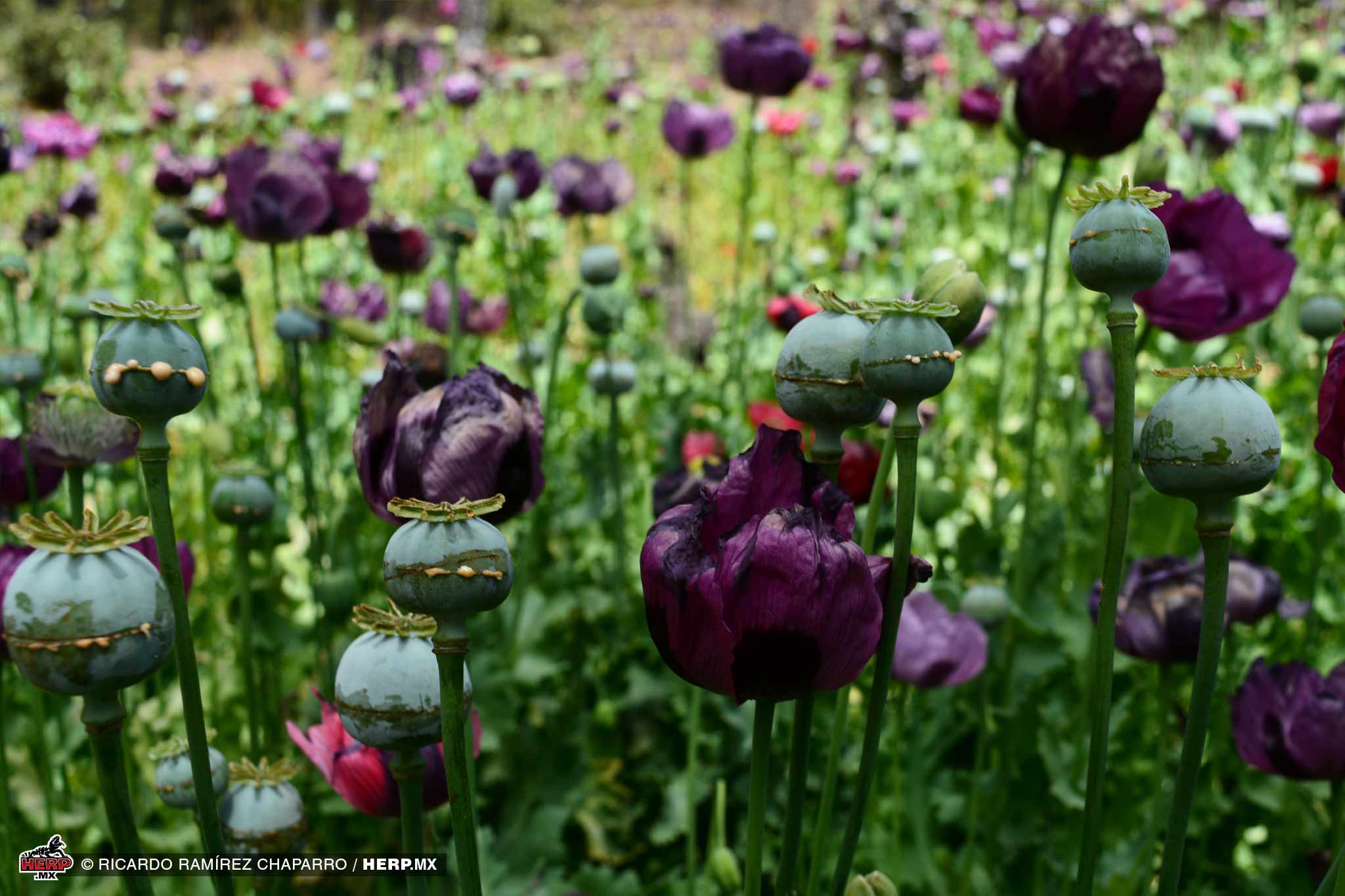 Opium Poppies © Ricardo Ramírez Chaparro / HERP.MX