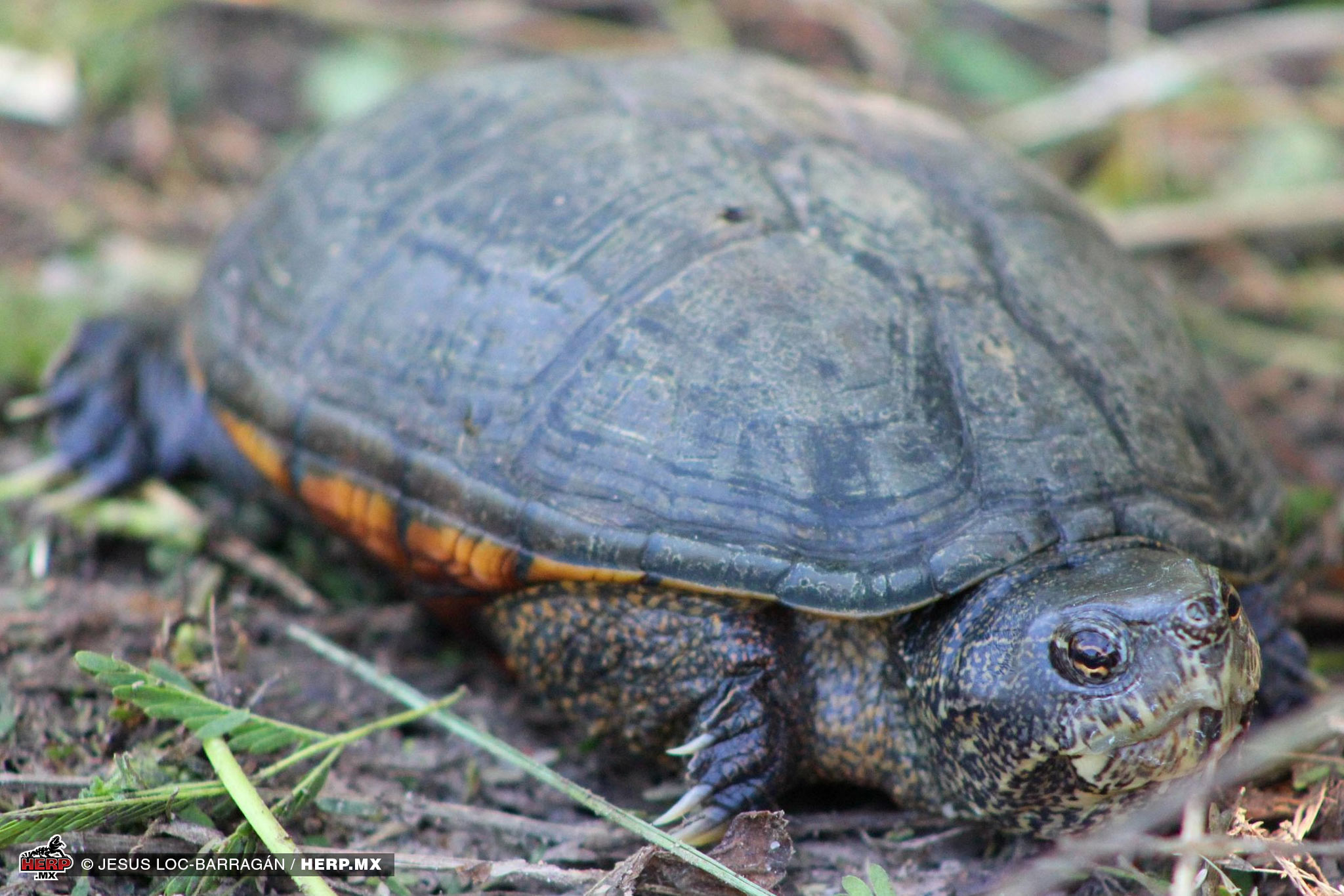 Cora Mud Turtle, <em>Kinosternon cora</em> © Jesus Loc Barragan / HERP.MX