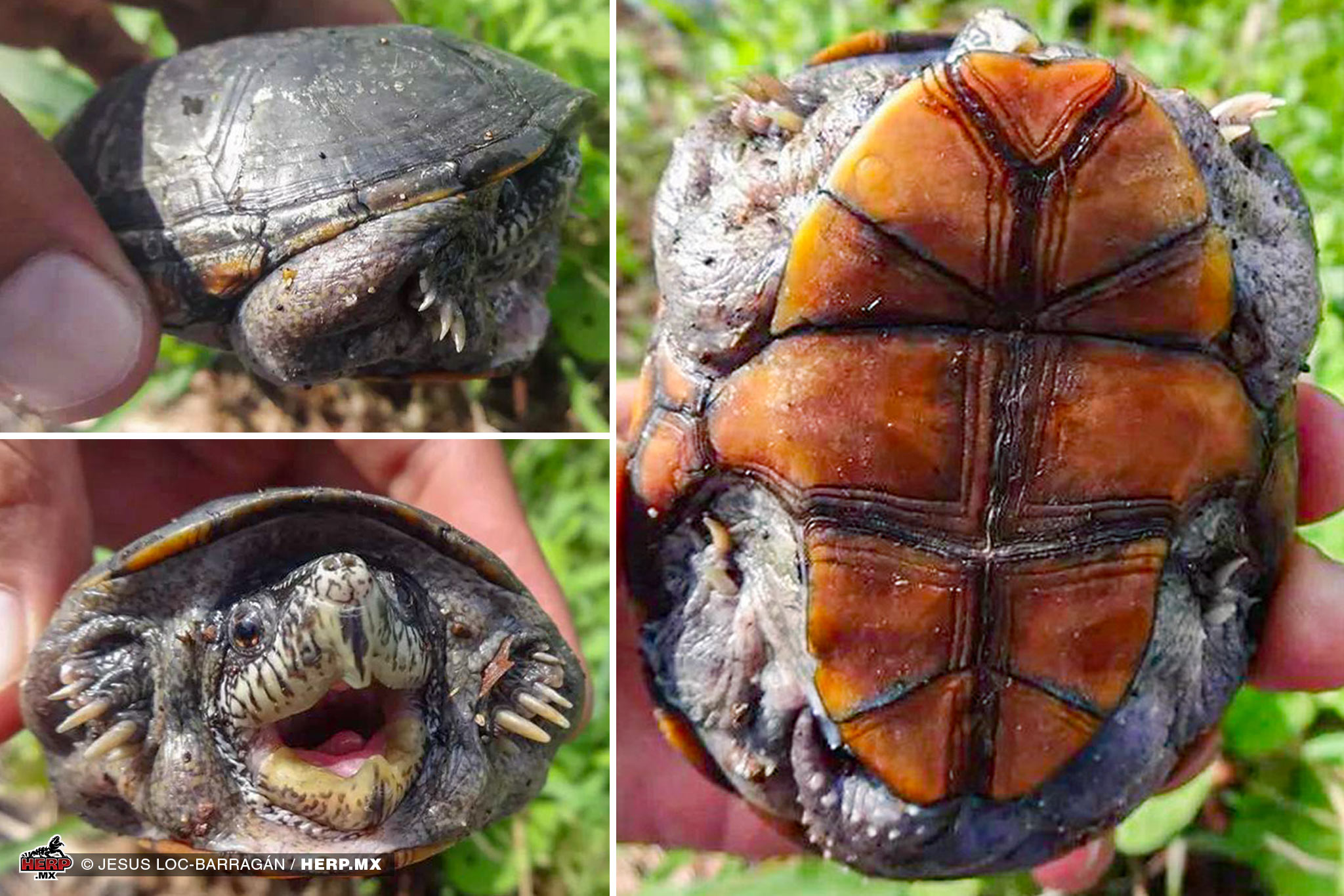An adult male Cora Mud Turtle (<em>Kinosternon cora</em>) © Jesus Loc Barragan / HERP.MX