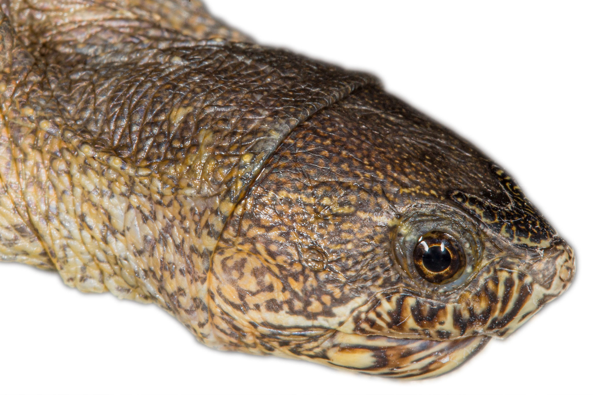 A close-up of the male paratype of the Cora Mud Turtle, <em>Kinosternon cora</em> © M. A. López-Luna